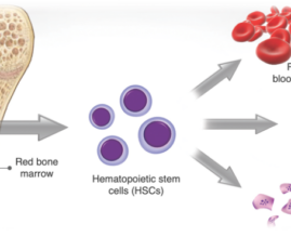 The Smart Way to Survive Radiation: Selective Shielding and the Power of Protecting Bone Marrow