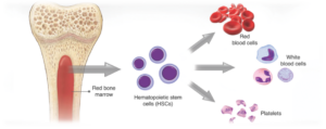 The Smart Way to Survive Radiation: Selective Shielding and the Power of Protecting Bone Marrow